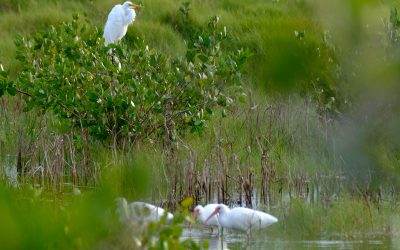 King Egret