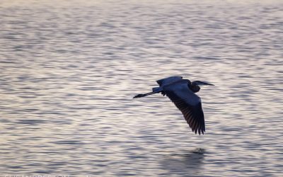 Skimming Heron